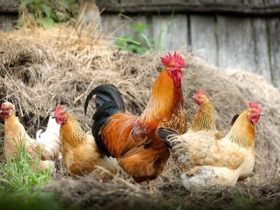 chickens-2522623_640
